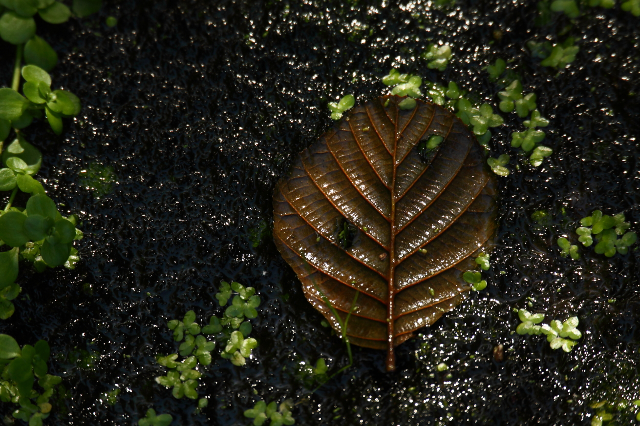2014 09 23 HTP 89165